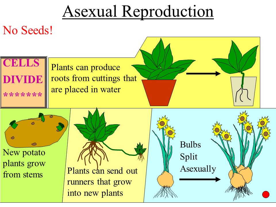 Plantas que se reproducen por esporas